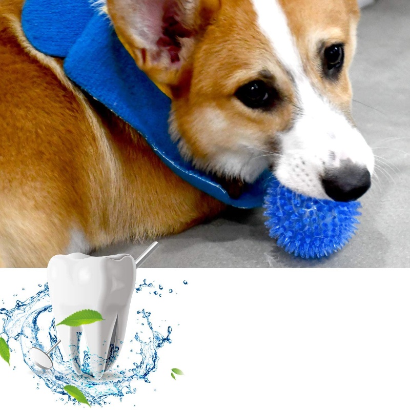 Haustier-Spielzeugball für Kat – Interactive Squeaky Plush Dog Toy Bewertung und Preis