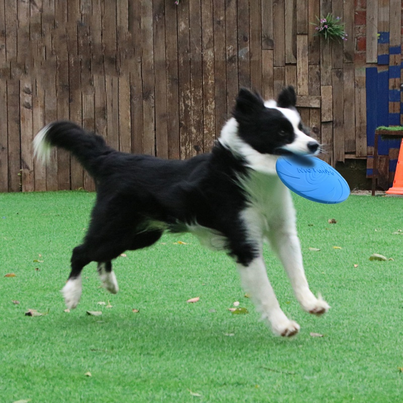 Bissfeste Flugscheiben-Spielze – Flying Disc Dog Training Toy Bewertung und Preis