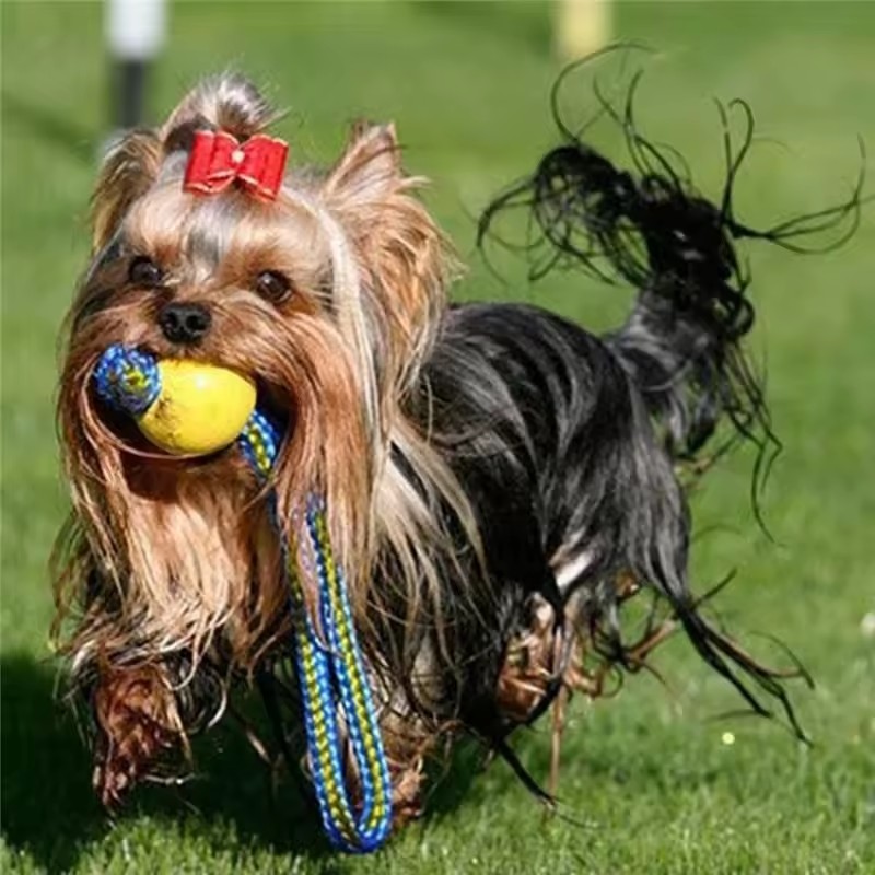 1 Stück Unzerstörbares Beißspi – Indestructible Dog Chew Toy Bewertung und Preis